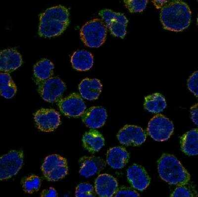 Immunocytochemistry/ Immunofluorescence: CRMP1 Antibody [NBP1-84985]