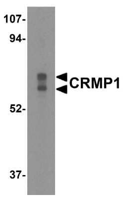 Western Blot: CRMP1 AntibodyBSA Free [NBP1-76652]