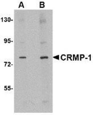 Western Blot: CRMP1 AntibodyBSA Free [NBP1-76982]