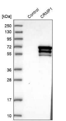 Western Blot: CRMP1 Antibody [NBP1-84985]