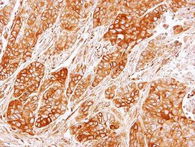Immunohistochemistry-Paraffin: CRMP2 Antibody [NBP1-31762]