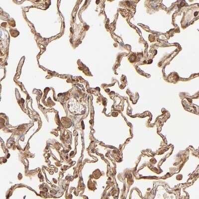 Immunohistochemistry-Paraffin: CRMP2 Antibody [NBP1-85448]