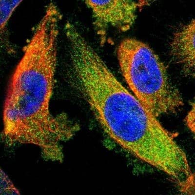 Immunocytochemistry/ Immunofluorescence: CRMP4 Antibody [NBP1-85447]