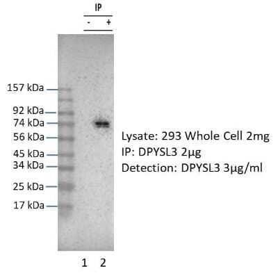 Immunoprecipitation: CRMP4 Antibody [NBP2-87213]