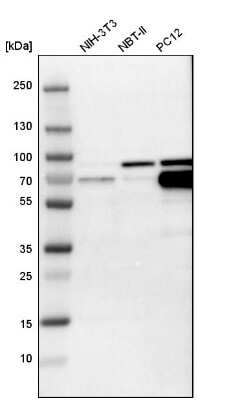 Western Blot: CRMP4 Antibody [NBP1-85447]