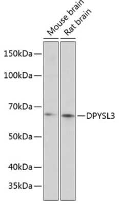 Western Blot: CRMP4 AntibodyAzide and BSA Free [NBP2-92073]