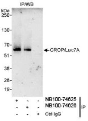 Western Blot: CROP Antibody [NB100-74625]