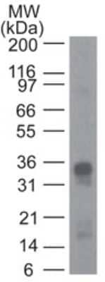 Western Blot: CRTH-2/GPR44 Antibody (54N1H4)Azide and BSA Free [NBP2-80681]