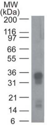 Western Blot: CRTH-2/GPR44 Antibody (54N3F8)Azide and BSA Free [NBP2-80682]