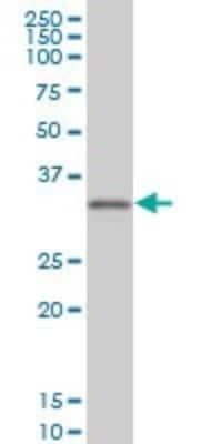 Western Blot: CRX/CORD2 Antibody (2F12) [H00001406-M03]