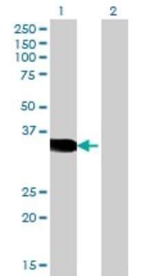 Western Blot: CRX/CORD2 Antibody (4A12) [H00001406-M06]