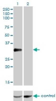 Western Blot: CRX/CORD2 Antibody (F6-C2) [H00001406-M01]