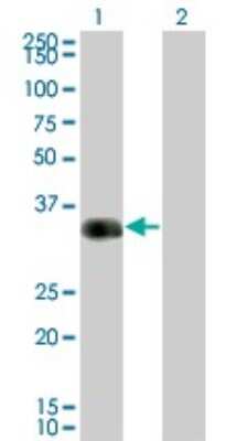 Western Blot: CRX/CORD2 Antibody (F6-C2) [H00001406-M01]