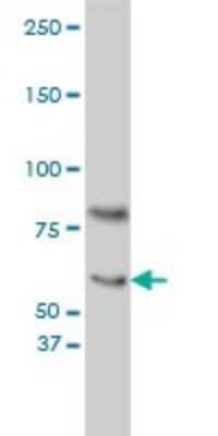 Western Blot: CRY1 Antibody (4H4-1C4) [H00001407-M01]