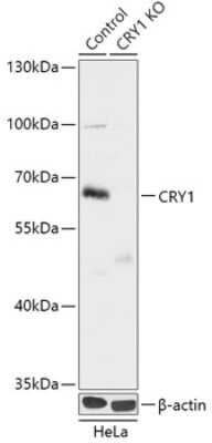 Knockout Validated: CRY1 Antibody - BSA Free [NBP3-03751]