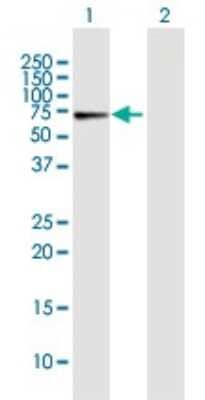 Western Blot: CRY1 Antibody [H00001407-B01P]