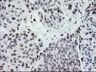 Immunohistochemistry-Paraffin: CRY2 Antibody (OTI1H5) [NBP2-00749]