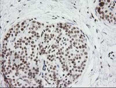 Immunohistochemistry-Paraffin: CRY2 Antibody (OTI1H5) [NBP2-00749]
