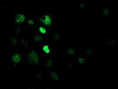 Immunocytochemistry/ Immunofluorescence: CRY2 Antibody (OTI1H5) - Azide and BSA Free [NBP2-70449]