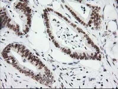 Immunohistochemistry: CRY2 Antibody (OTI1H5) - Azide and BSA Free [NBP2-70449]
