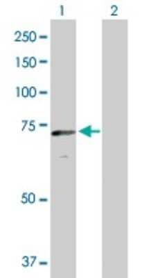 Western Blot: CRY2 Antibody [H00001408-B01P]