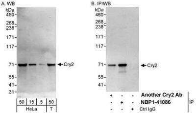 Western Blot: CRY2 Antibody [NBP1-41086]