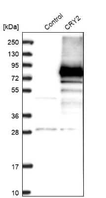 Western Blot: CRY2 Antibody [NBP1-86273]