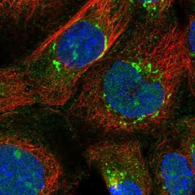 Immunocytochemistry/ Immunofluorescence: CRYL1 Antibody [NBP1-93718]