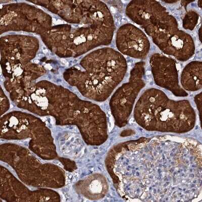 Immunohistochemistry-Paraffin: CRYL1 Antibody [NBP1-93718]