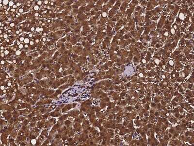 Immunohistochemistry-Paraffin: CRYZ Antibody [NBP2-97243]