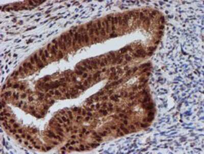 Immunohistochemistry-Paraffin: CRYZL1 Antibody (OTI2F9) [NBP2-02012]