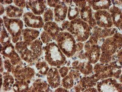 Immunohistochemistry-Paraffin: CRYZL1 Antibody (OTI2F9) [NBP2-02012]