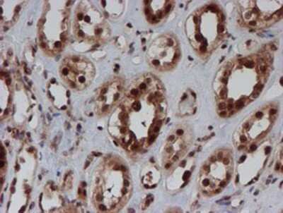 Immunohistochemistry-Paraffin: CRYZL1 Antibody (OTI2F9) [NBP2-02012]