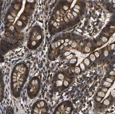 Immunohistochemistry-Paraffin: CRYZL1 Antibody [NBP1-89364]