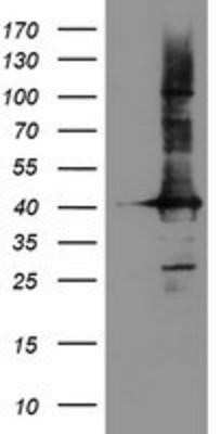 Western Blot: CRYZL1 Antibody (OTI2F9)Azide and BSA Free [NBP2-71522]