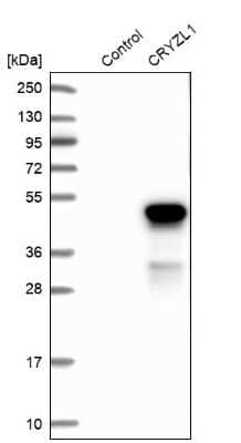 Western Blot: CRYZL1 Antibody [NBP1-89363]