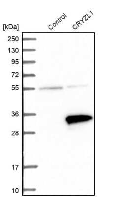 Western Blot: CRYZL1 Antibody [NBP1-89364]