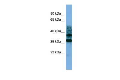 Western Blot: CRYZL1 Antibody [NBP2-87217]