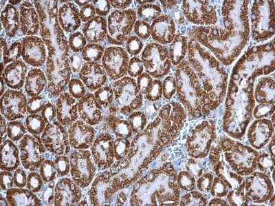 Immunohistochemistry-Paraffin: CS Citrate Synthase Antibody (1761) [NBP2-43648]
