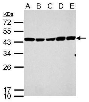 Western Blot: CS Citrate Synthase Antibody (1761) [NBP2-43648]