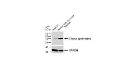 Western Blot: CS Citrate Synthase Antibody (1761) [NBP2-43648]