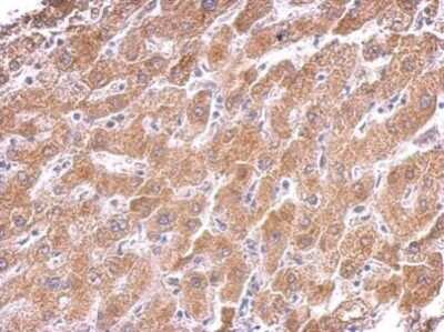Immunohistochemistry-Paraffin: CS Citrate Synthase Antibody (2061) [NBP2-43649]