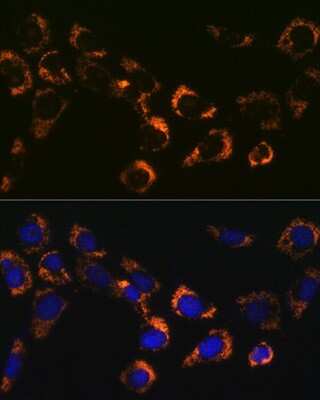 Immunocytochemistry/ Immunofluorescence: CS Citrate Synthase Antibody (4Z10Z8) [NBP3-16438]