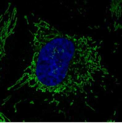 Immunocytochemistry/ Immunofluorescence: CS Citrate Synthase Antibody (CL2545) [NBP2-36771]