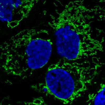 Immunocytochemistry/ Immunofluorescence: CS Citrate Synthase Antibody (CL2545) [NBP2-36771]