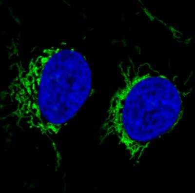 Immunocytochemistry/ Immunofluorescence: CS Citrate Synthase Antibody (CL2545) [NBP2-36771]