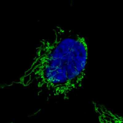 Immunocytochemistry/ Immunofluorescence: CS Citrate Synthase Antibody (CL2545) [NBP2-36771]