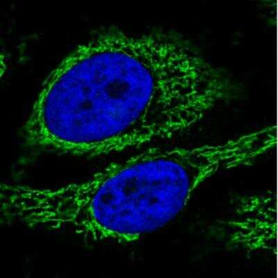 Immunocytochemistry/ Immunofluorescence: CS Citrate Synthase Antibody (CL2553) [NBP2-36773]