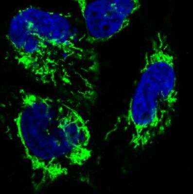Immunocytochemistry/ Immunofluorescence: CS Citrate Synthase Antibody (CL2553) [NBP2-36773]