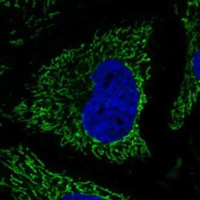 Immunocytochemistry/ Immunofluorescence: CS Citrate Synthase Antibody (CL2579) [NBP2-36775]